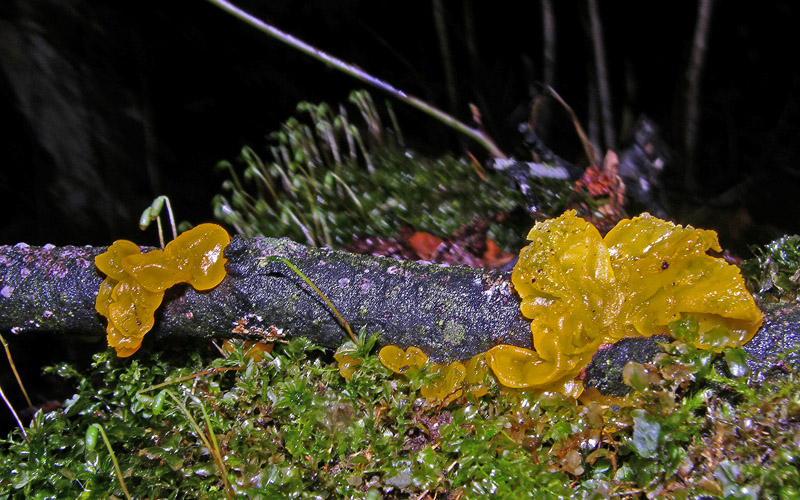Avete voglia di funghi di oggi....guardate questo post.